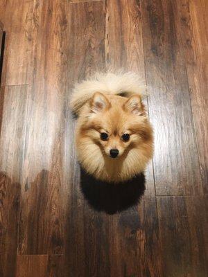 Pomeranian