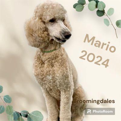 Mario-goldendoodle