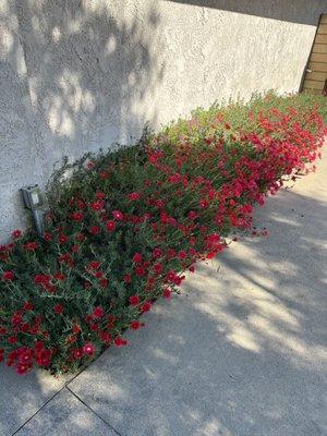 These are some flowers next to the house where we live that only open up in the sun, and once the sun goes down they close up.