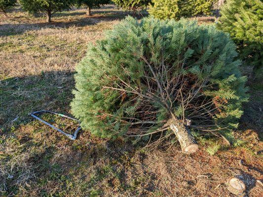 Jacobson Christmas Trees