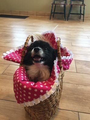 Happy Dogs at Summit Animal Hospital in Eldersburg, MD