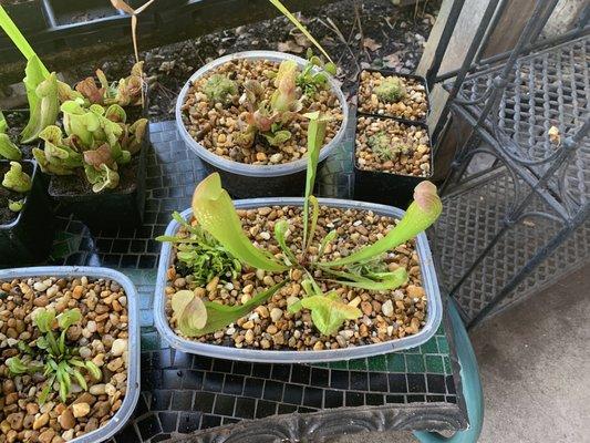 Carnivorous plants