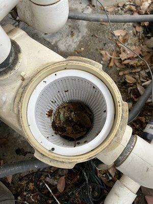 Filter debris basket. ( it looks clean cause I empty it two days ago, but usually is half way full if I leave it for a week)