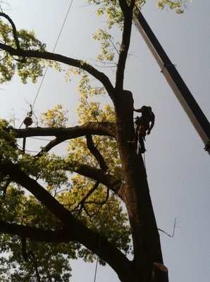 ISA Certified Arborist performing the removal of a large tree.