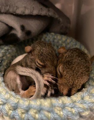 Rescue, rehabilitation, and release of sick, injured or orphaned wildlife along the gulf coastline