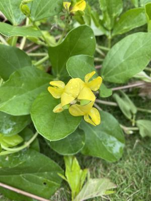 Native Plant - Nanea...