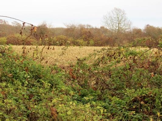 Marsh land