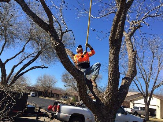 South Texas Tree of Life Tree Service