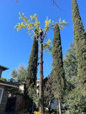 Rico Tree Service