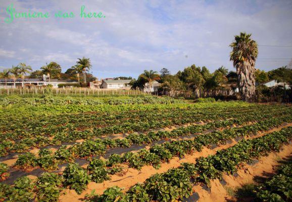 Berry Good looking fields.  Joniene