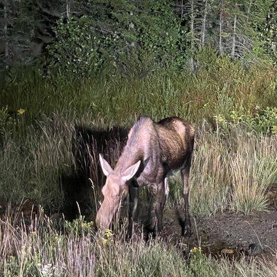 Pemi Valley Moose Tours