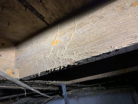 Termite tubes on floor joists. These have found their way to the inside flooring of the home.