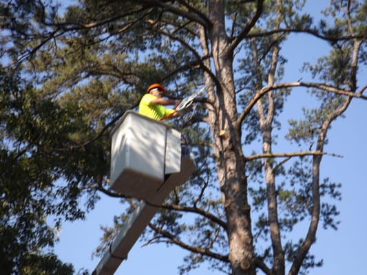 Bruder Tree & Landscape Services