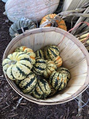 Beautiful pumpkins!