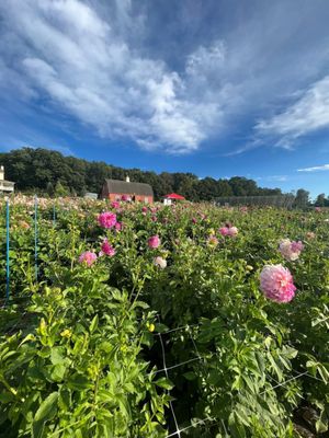 Fields of beauty.