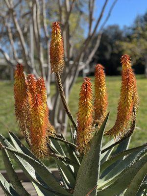 Candelabra Aloe