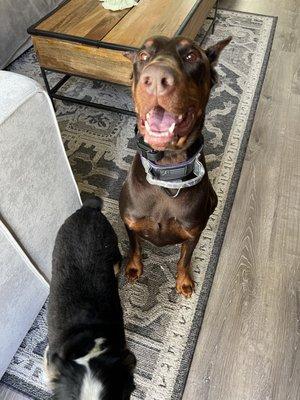 My happy dobe