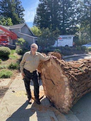 This is the stump of one of the trees both were about the same size. Many of the roots were as large my legs!