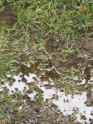 2" of water sitting in my backyard