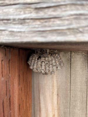 Paper wasps nest