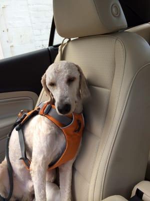 He was squinting the whole time on the ride back from the groomer.