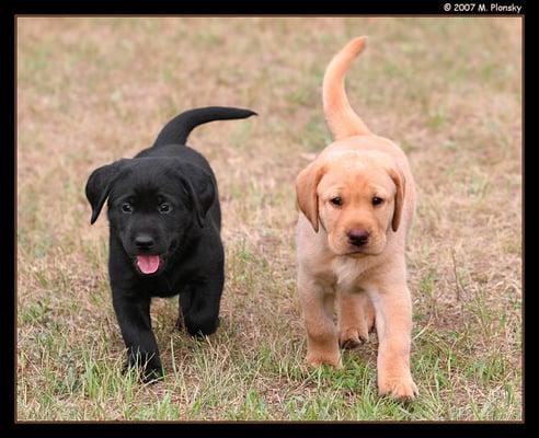 A couple of lab puppies.