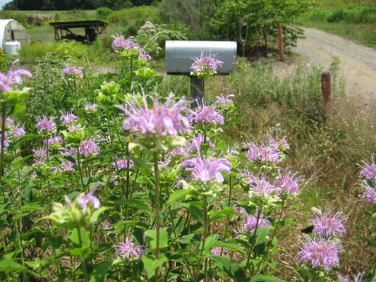 Sylva Native Nursery