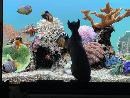 Chloe looking at her fish in the aquarium