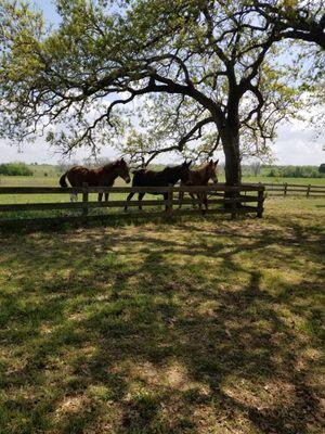 Mindfulness With Mules