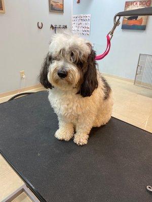 Charlie really needed a post quarantine haircut.