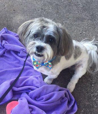 Recent groom... (a top view.. so not quite as cute) with his summer bow tie!!