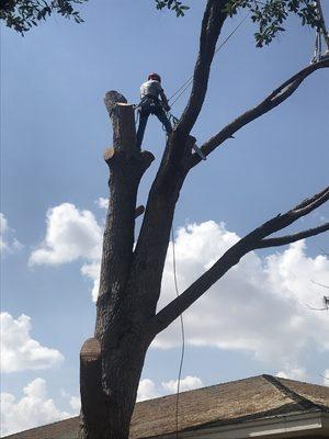 Safely Removing the canopy of pine tree limb by limb@Tree Loving Care.