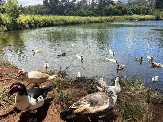 6/3/22 Friendly Ducks