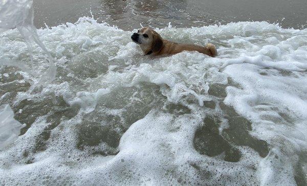 Roofer is enjoying the ocean