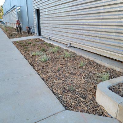 Drip irrigation, planting, & mulch installation
August 2022