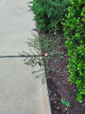 No attention to details! No weeds in mulch beds please.