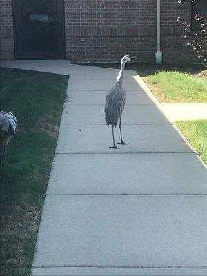 Sandhill Crane, August 2018