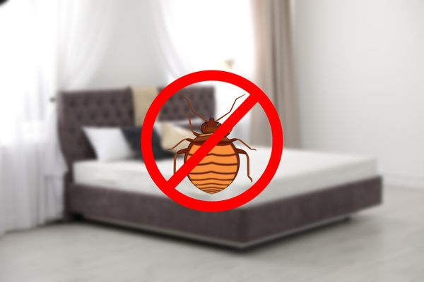 Commercial BedBug Removal and Control