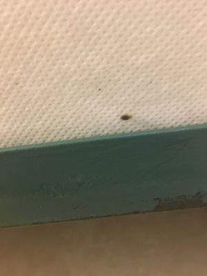 Bedbugs in mattress