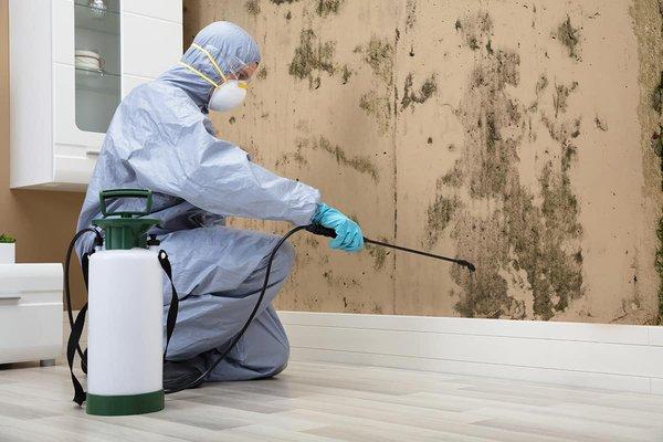 Mold remediation and restoration