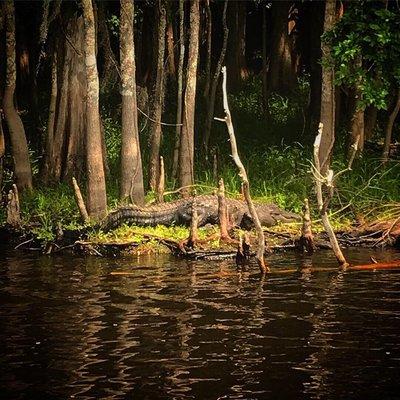 Large gator chilling.