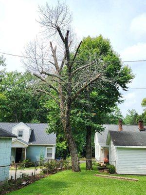 Dead tree