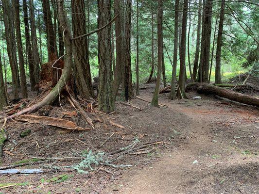 One of the more bare-tree parts of the trail.