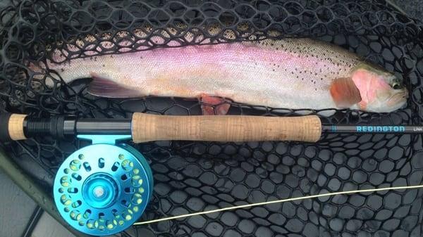 Sacramento River "rubber legs"