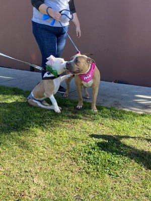 "Wheels" is completely in love with miss "scarlet"
Adoption day at rock n brews in Redondo beach