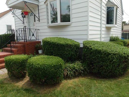 After Front House Hedges Trimmed Shaped & Weed Removal