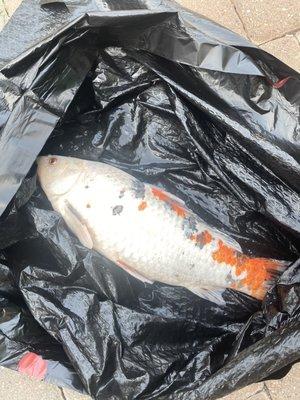 This what happens to you Koi if you trust Bobby and Oasis to take care of your pets. Stay Away!!