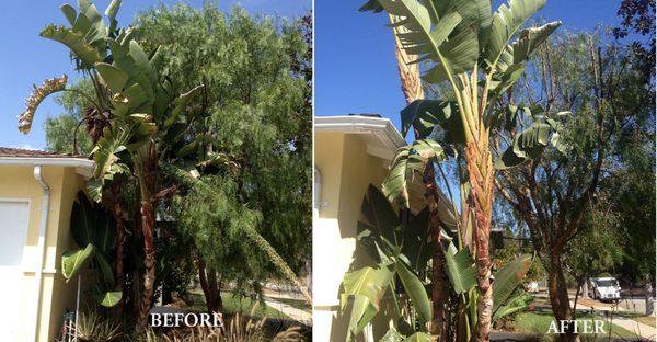 giant bird of paradise and pepper tree before and after