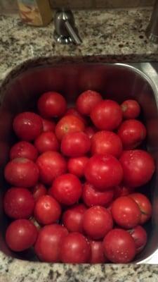 Best harvest of Tomatoes ever by me.