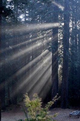 The light through the redwoods is simply magical.